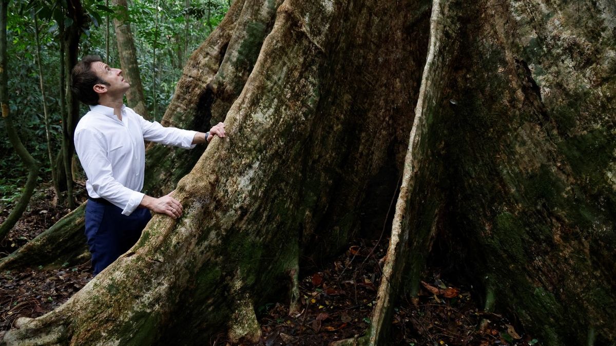 Fotky z Gabonu: Pily se blíží k posvátnému stromu předků, je starý 700 let